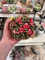 4” Pink Kalanchoe Ball