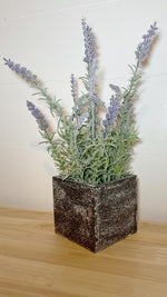 4.75”Lx16”H Potted Lavender Plant